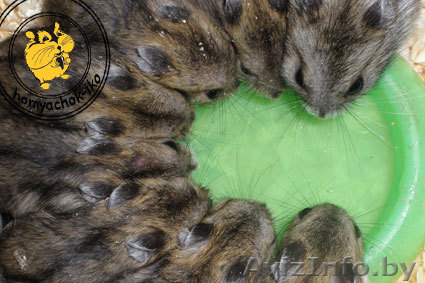 Джунгарские хомяки - Изображение #1, Объявление #225448