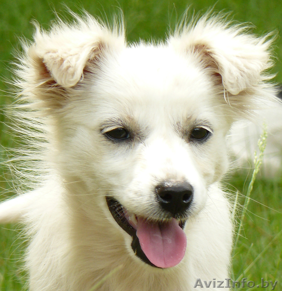 Отдам щенка в дар в добрые руки - Изображение #1, Объявление #911191