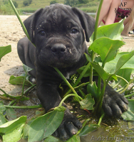 щенки кане-корсо  - Изображение #1, Объявление #59783