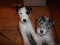 собаки фокстерьеры - Изображение #2, Объявление #124903