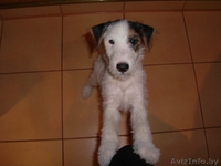 собаки фокстерьеры - Изображение #3, Объявление #124903