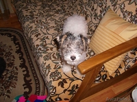 собаки фокстерьеры - Изображение #4, Объявление #124903