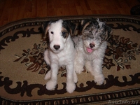 собаки фокстерьеры - Изображение #1, Объявление #124903