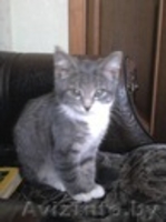 МАЛЕНЬКИЙ И СМЕШНОЙ - Изображение #1, Объявление #705093