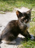 Коты и котята в добрые руки! Абсолютно бесплатно! - Изображение #1, Объявление #941731