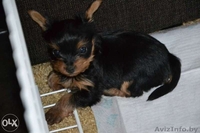 прекрасный щенок йоркширского терьера - Изображение #1, Объявление #1096483