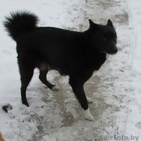 ЩЕНКИ ОТ ЛАЙКИ, - Изображение #1, Объявление #1357270