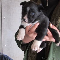 ЩЕНКИ ОТ ЛАЙКИ, - Изображение #2, Объявление #1357270