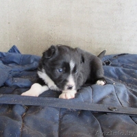 ЩЕНКИ ОТ ЛАЙКИ, - Изображение #3, Объявление #1357270