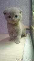 Милые и пушистые плюшевые котята.Шотландской породы - Изображение #3, Объявление #1633509