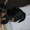 прекрасный щенок йоркширского терьера - Изображение #1, Объявление #1096483