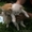 пушистые котята - Изображение #2, Объявление #1563181