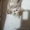 Милые и пушистые плюшевые котята.Шотландской породы #1633509