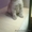 Милые и пушистые плюшевые котята.Шотландской породы - Изображение #2, Объявление #1633509