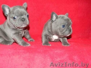 =Синий французский продаются щенки - Изображение #1, Объявление #900125