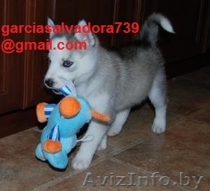 Сибирский хаски щенок