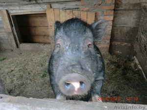 Продажа вьетнамских свиней  - Изображение #1, Объявление #1286804