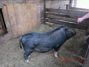  Продажа вьетнамских свиней  - Изображение #2, Объявление #1286804
