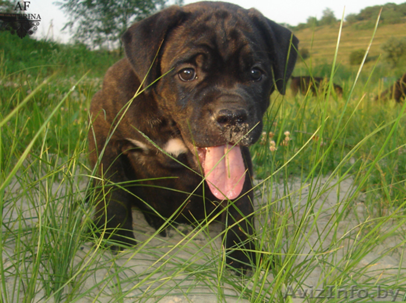 щенки кане-корсо  - Изображение #2, Объявление #59783