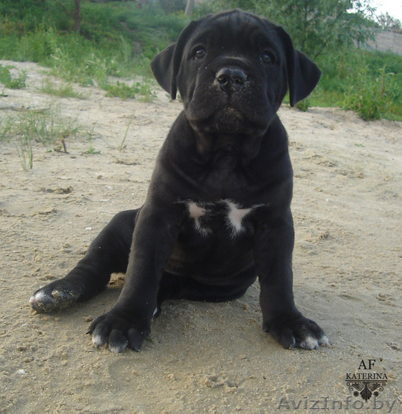 щенки кане-корсо  - Изображение #3, Объявление #59783