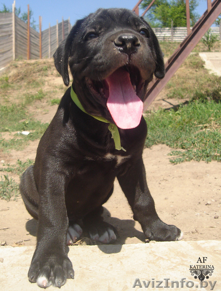 щенки кане-корсо  - Изображение #5, Объявление #59783