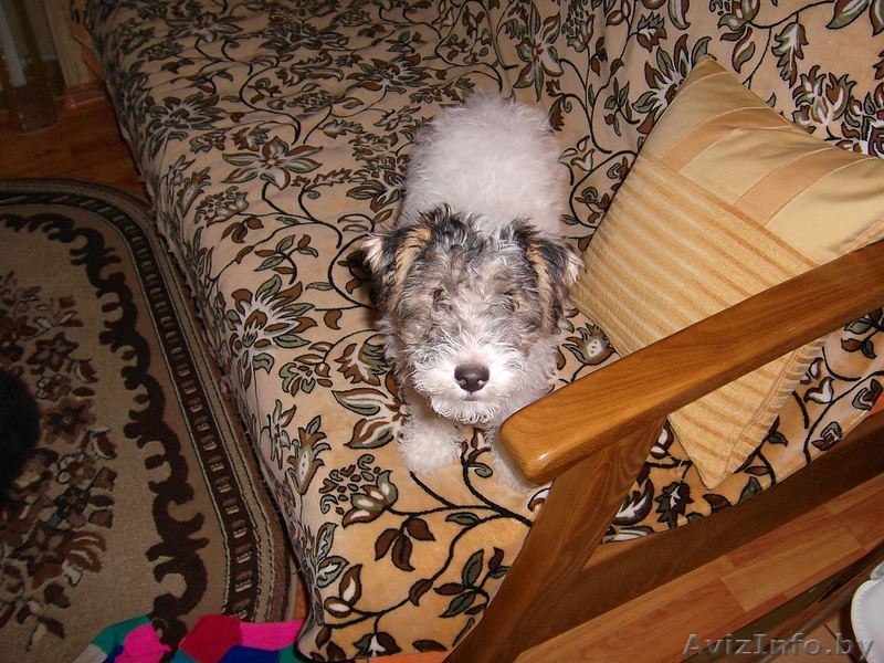 собаки фокстерьеры - Изображение #4, Объявление #124903