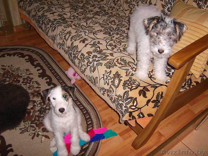 собаки фокстерьеры - Изображение #5, Объявление #124903