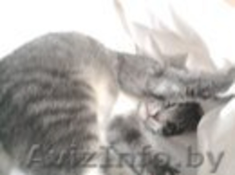 МАЛЕНЬКИЙ И СМЕШНОЙ - Изображение #2, Объявление #705093