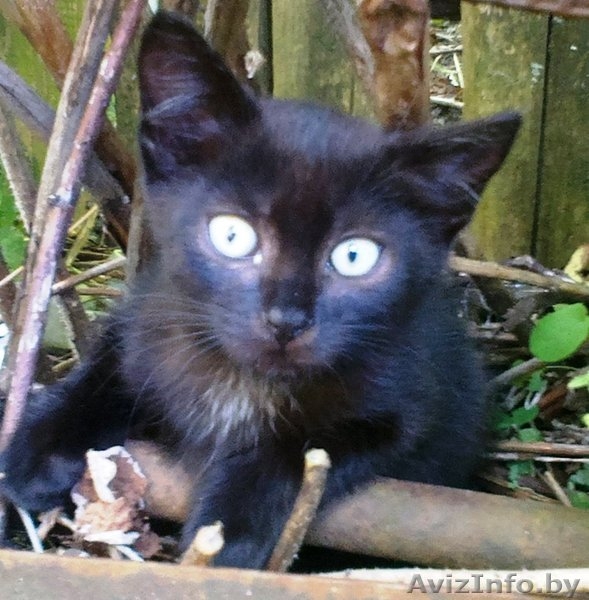 Коты и котята в добрые руки! Абсолютно бесплатно! - Изображение #2, Объявление #941731