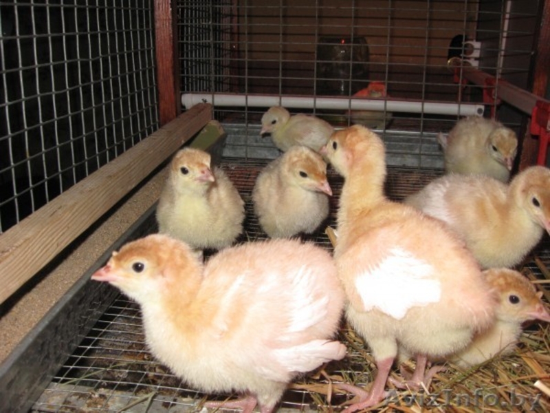 индюшата бройлерные, кросс Биг-6 - Изображение #1, Объявление #1070817