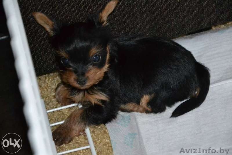 прекрасный щенок йоркширского терьера - Изображение #1, Объявление #1096483