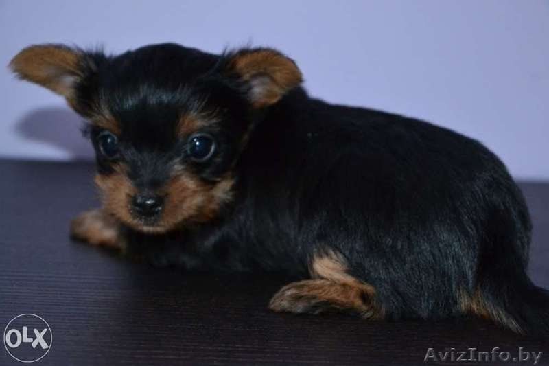 прекрасный щенок йоркширского терьера - Изображение #2, Объявление #1096483