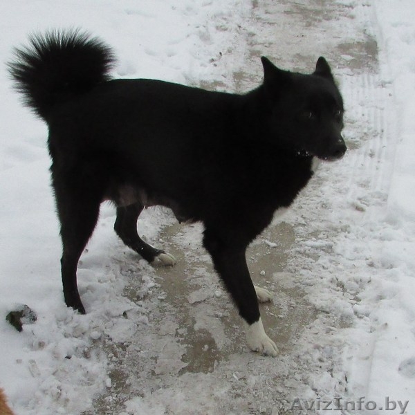 ЩЕНКИ ОТ ЛАЙКИ, - Изображение #1, Объявление #1357270