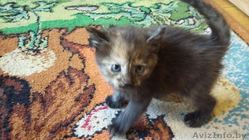 отдам в дар прекрасных котят - Изображение #3, Объявление #1565694