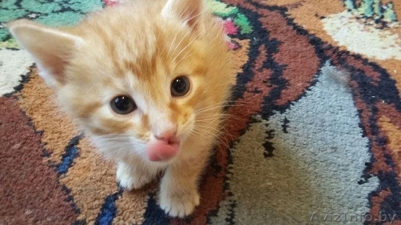 отдам в дар прекрасных котят - Изображение #2, Объявление #1565694