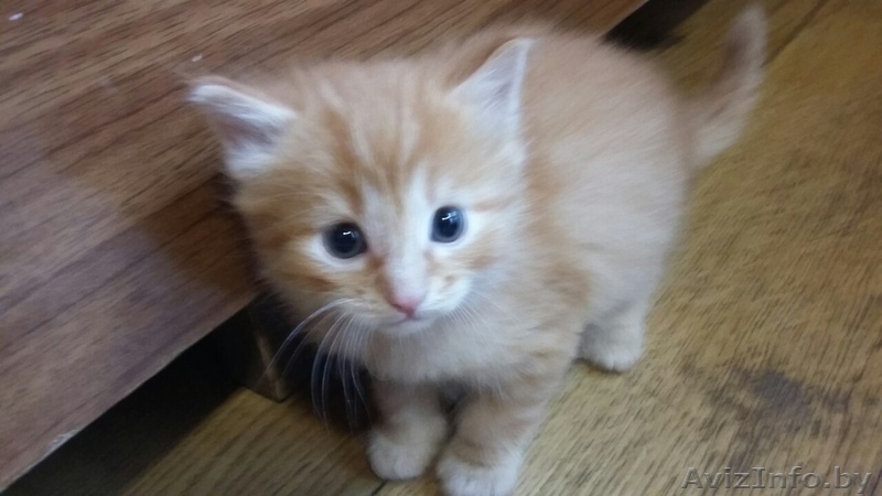 отдам в дар прекрасных котят - Изображение #1, Объявление #1565694