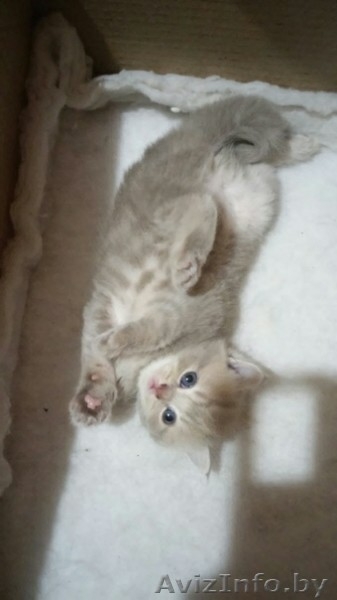 Милые и пушистые плюшевые котята.Шотландской породы - Изображение #1, Объявление #1633509