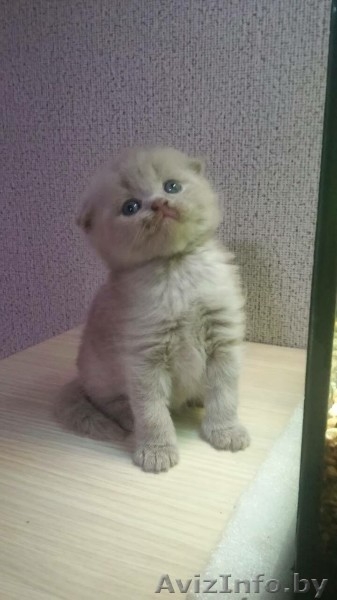 Милые и пушистые плюшевые котята.Шотландской породы - Изображение #2, Объявление #1633509